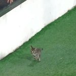 [드루와] 야구장에 <b>출몰</b>한 아기고양이