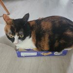 [고양이] [고양이] 삼색이겨울이 자랑