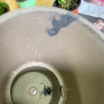 배짱장사 하는 <b>식물</b> 판매 업체 고발합니다