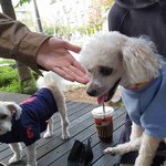 영훈 현재 <b>보리</b>랑 다롱이