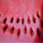 와 이거 <b>수박</b> 개맛있게생김