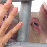 [꼭읽어줘요] 비건 강요하는 거 나쁘게 보지 <b>말아</b>주세요