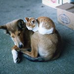 고양이는 개를 <b>베개</b> 삼아 잔다...