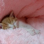 나의 동거묘 도칠이 7살 기념 인생사..