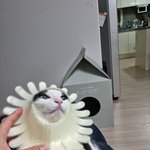 [고양이] 저희집 귀여운 <b>고영희</b>씨 4