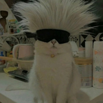 <b>힙</b>한 고양이