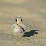 보고<b>시퐁</b>