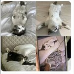 제니 고양이 ㅈㄴ 귀엽네