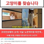 [이것좀봐줘] 고양이를 찾습니다