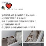 당근거래 했는데 고양이가 딸려옴