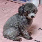 실푸 꽃순이왔어여