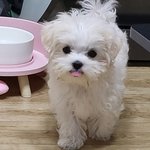 우리애가 말티푸인가요??