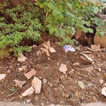 [꼭조언부탁] 강아지 10마리 이상 키우면서 4년 거주한 세입자