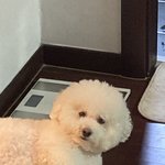[댓글부탁해] 우리집 강아지 볼 사람
