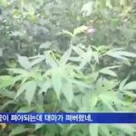 <b>가오</b>로 담배피는 거 ㄹㅇ이해안됨