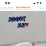 [귀여운동물] 우리집 온지 4일된 애기 <b>시루</b>