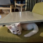 [고양이] 저희 사랑스런 냥<b>이님</b> 소개할게요!