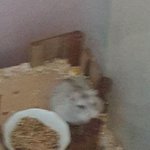 <b>소다</b>의 귤먹방 (하나의 짤이 돼버렸어ㅠㅠ)