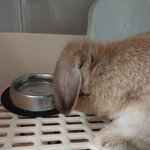 [<b>위로</b>부탁해] 사랑했던 내 토끼의 죽음..(댓글 부탁해..)