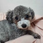 실푸 강아지 꽃순이 왔어여