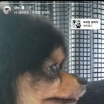 [방탄소년단] 우리집 강아지 김<b>연탄</b>