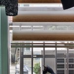 [고양이] 한살맞이한 냥글냥글 가족(4탄)