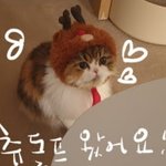 <b>츄츄</b>