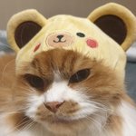 큰 아기냥 <b>호빵</b>이와 진짜 아기냥 만두 - 48