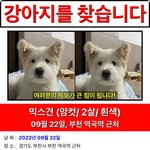 [꼭조언부탁] 부천 가톨릭대학교 불꽃놀이 소리에 놀라 은<b>심이</b>가 도망갔어요ㅠㅠ