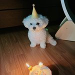 천<b>러네</b> 강아지 보고 가