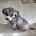 <b>실버</b>푸들 강아지 꽃순이 또 왔어용