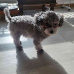 실푸 <b>강쥐</b> 꽃순이