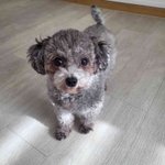 토이<b>실버</b>푸들 꽃수니