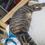 <b>쌀쌀</b>해요ㆍ 얼루기