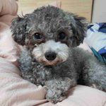 오늘의 <b>실버</b>토이푸들 꽃순이