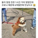 6개월만에 상봉한 댕댕이들