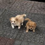 갤럭시북2 vs <b>lg</b> 그램