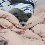 아<b>기토</b>이실푸 꽃순인 졸려요