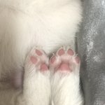 [댓글부탁해] 키우던 강아지가 죽었는데