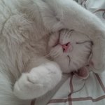 [고양이] 저희 사랑스런 냥<b>이님</b> 소개할게요!-2