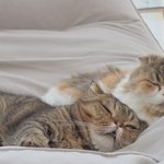 <b>나른</b> <b>나른</b>