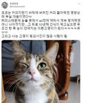 아픈척하는 고양이