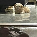 우리집 사랑<b>둥이</b> 소개해드릴게요~