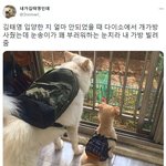 가방이 부러웠던 <b>대형</b>견