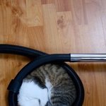 <b>특이</b>한 곳에서 자는 동물들