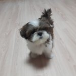 [군머] 정국아 <b>미용</b>하러가자