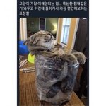 고양이, 가장 이해안되는점