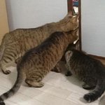 아무도 못말리는 냥이 호기심