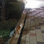 아파트 <b>단지</b>에서 본 고양이