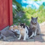 <b>츄</b>르 100개 챙겨가야하는 섬